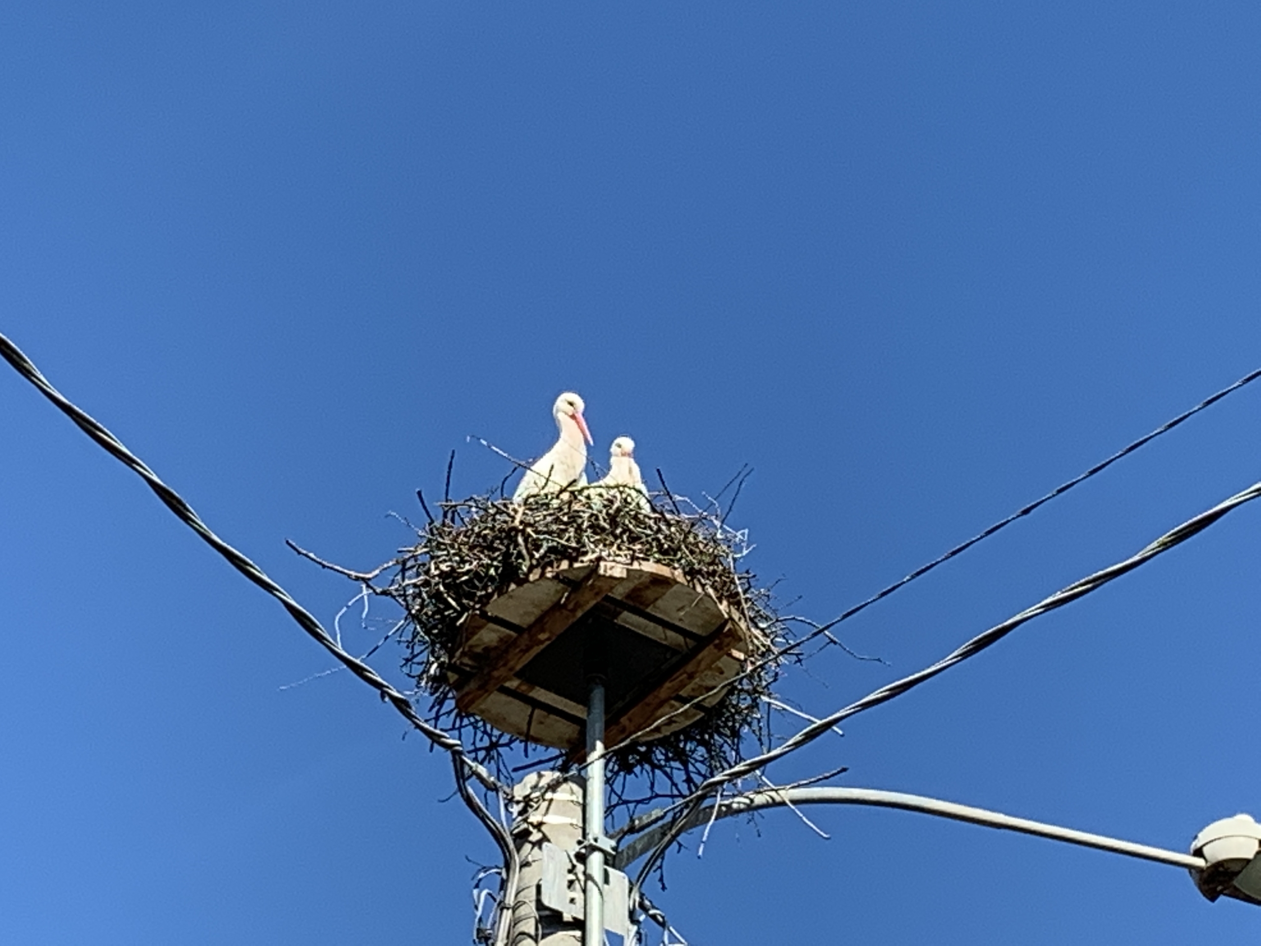 nest of storks