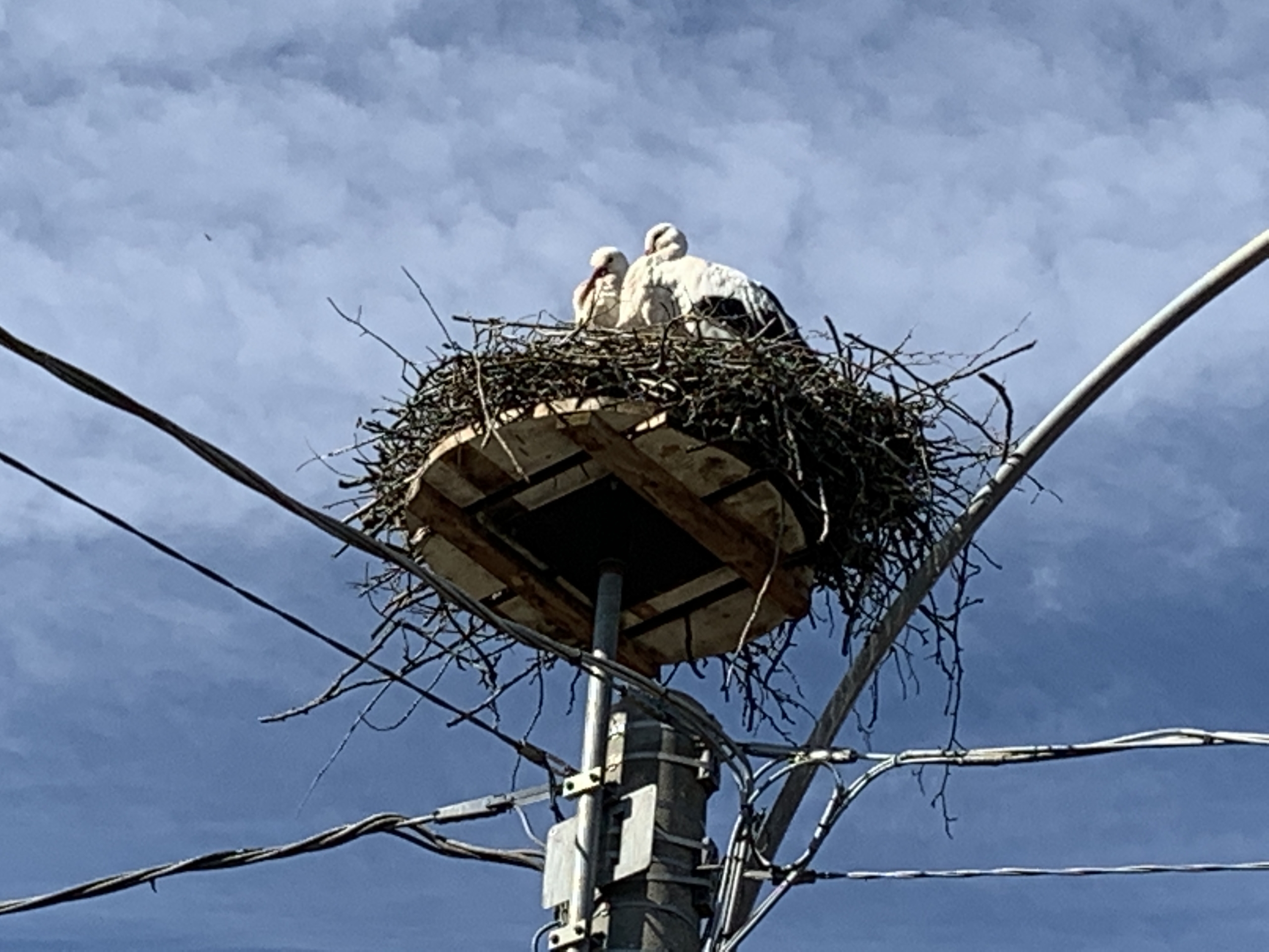 nest of storks