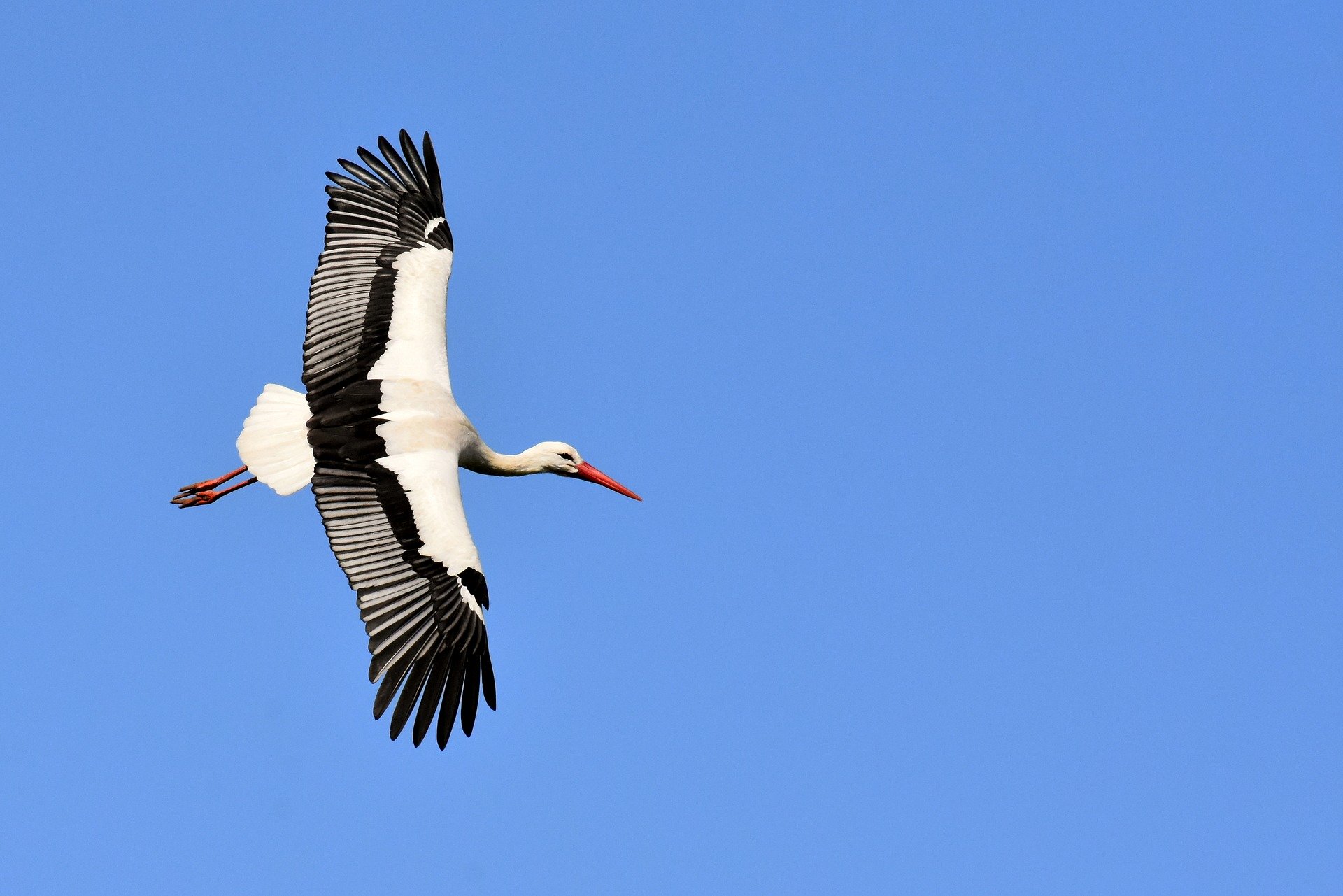 stork that flies