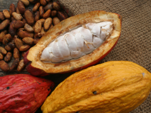 cacao pod